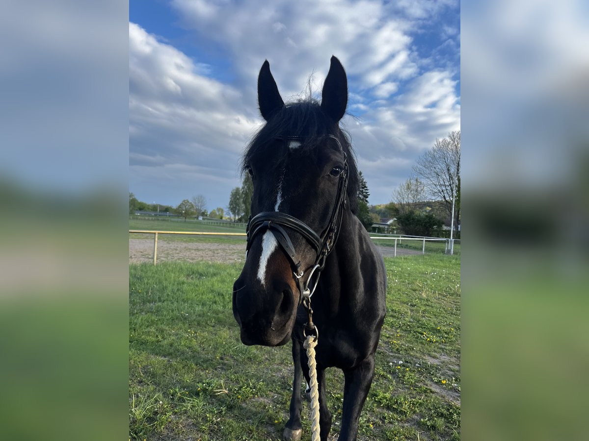 Deutsches Sportpferd Stute 7 Jahre 167 cm Schwarzbrauner in Miltern