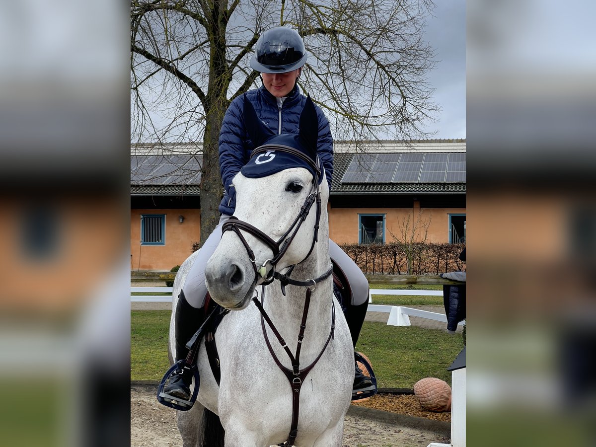 Deutsches Sportpferd Stute 7 Jahre 168 cm Braunfalbschimmel in Gaimersheim