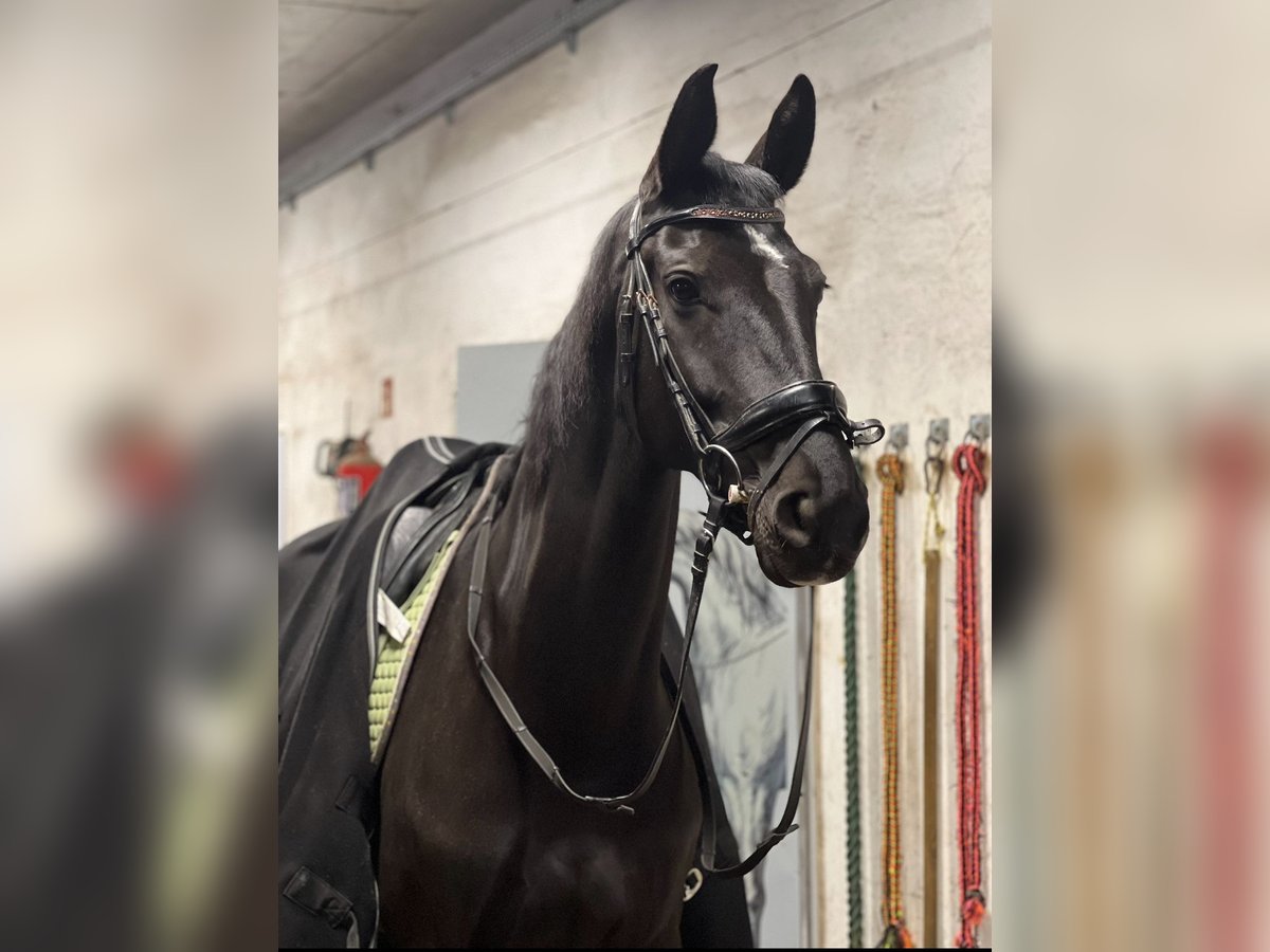 Deutsches Sportpferd Stute 7 Jahre 168 cm Rappe in Pępowo Deutsches Sportpferd Stute 7 Jahre 168 cm Rappe in Pępowo