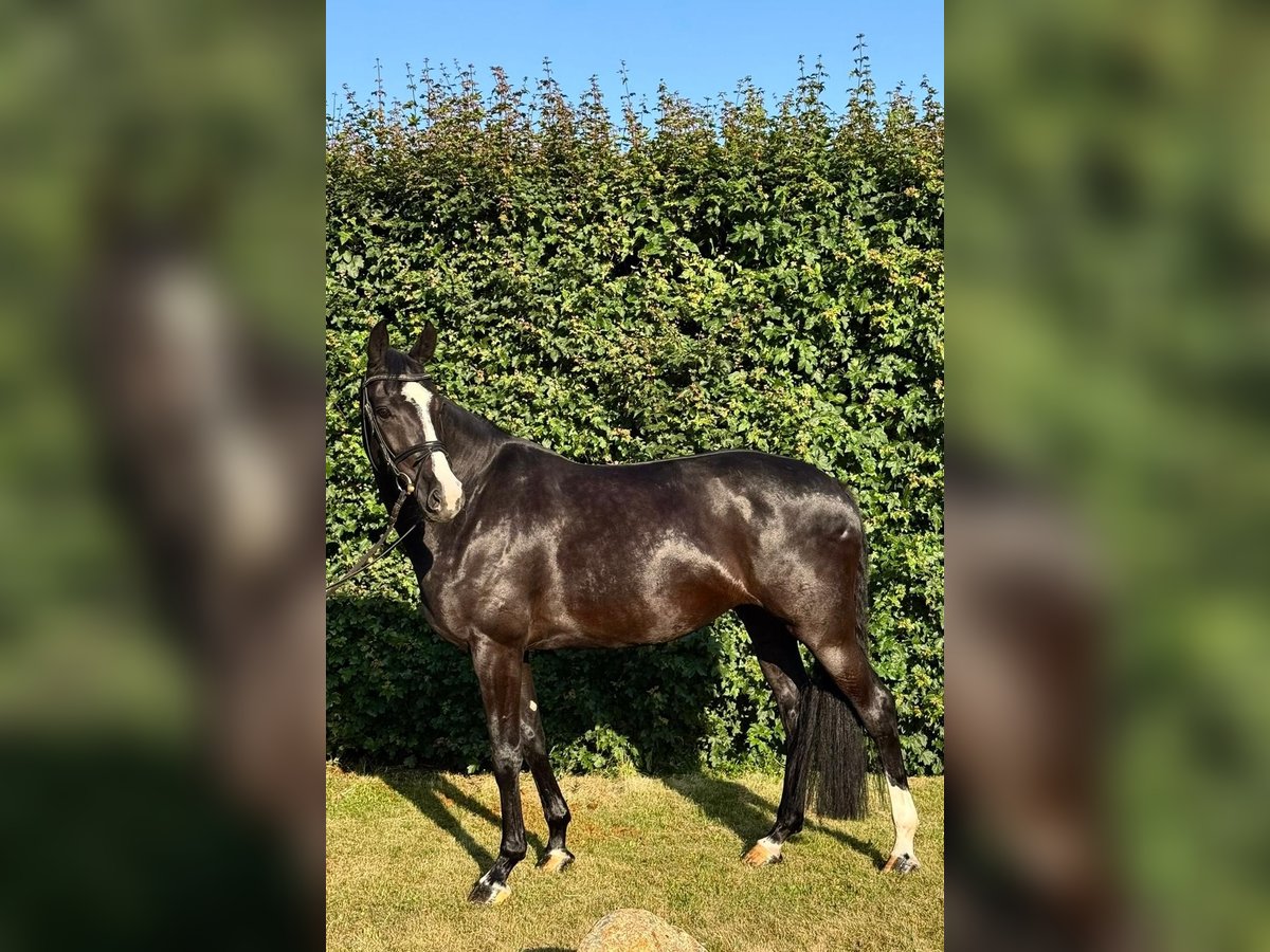 Deutsches Sportpferd Stute 7 Jahre 168 cm Rappe in Aschersleben -Westdorf