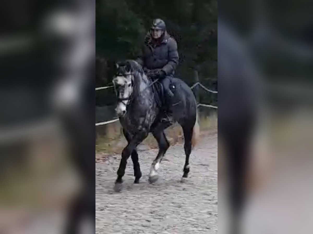 Deutsches Sportpferd Stute 7 Jahre 168 cm Rappschimmel in N&#xFC;rnberg