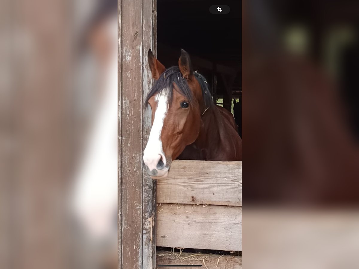 Deutsches Sportpferd Stute 7 Jahre 169 cm Dunkelbrauner in Renningen