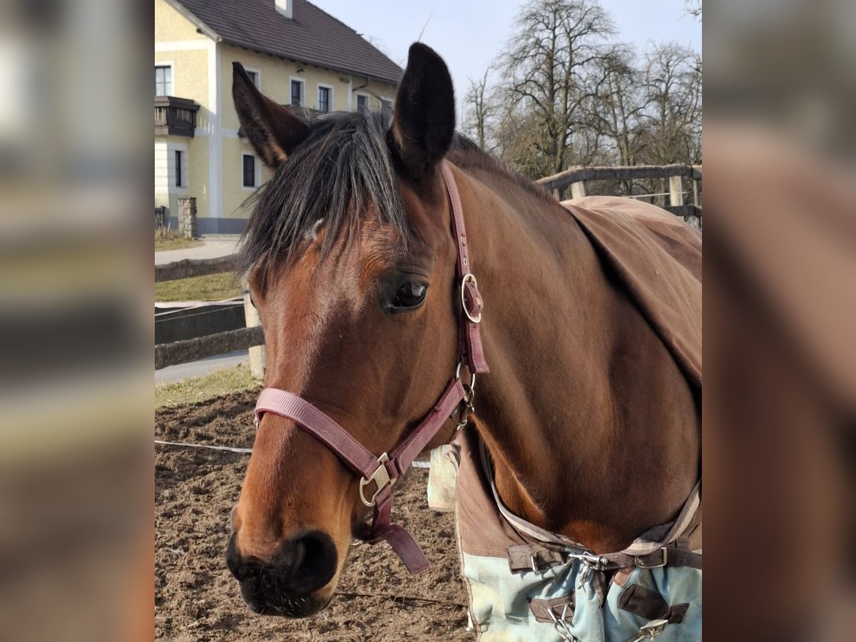 Deutsches Sportpferd Stute 7 Jahre 170 cm Brauner in Haag Dorf