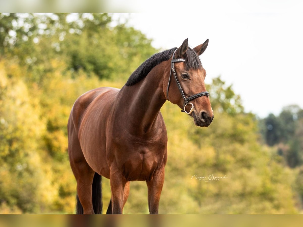 Deutsches Sportpferd Stute 7 Jahre 170 cm Brauner in Haag Dorf