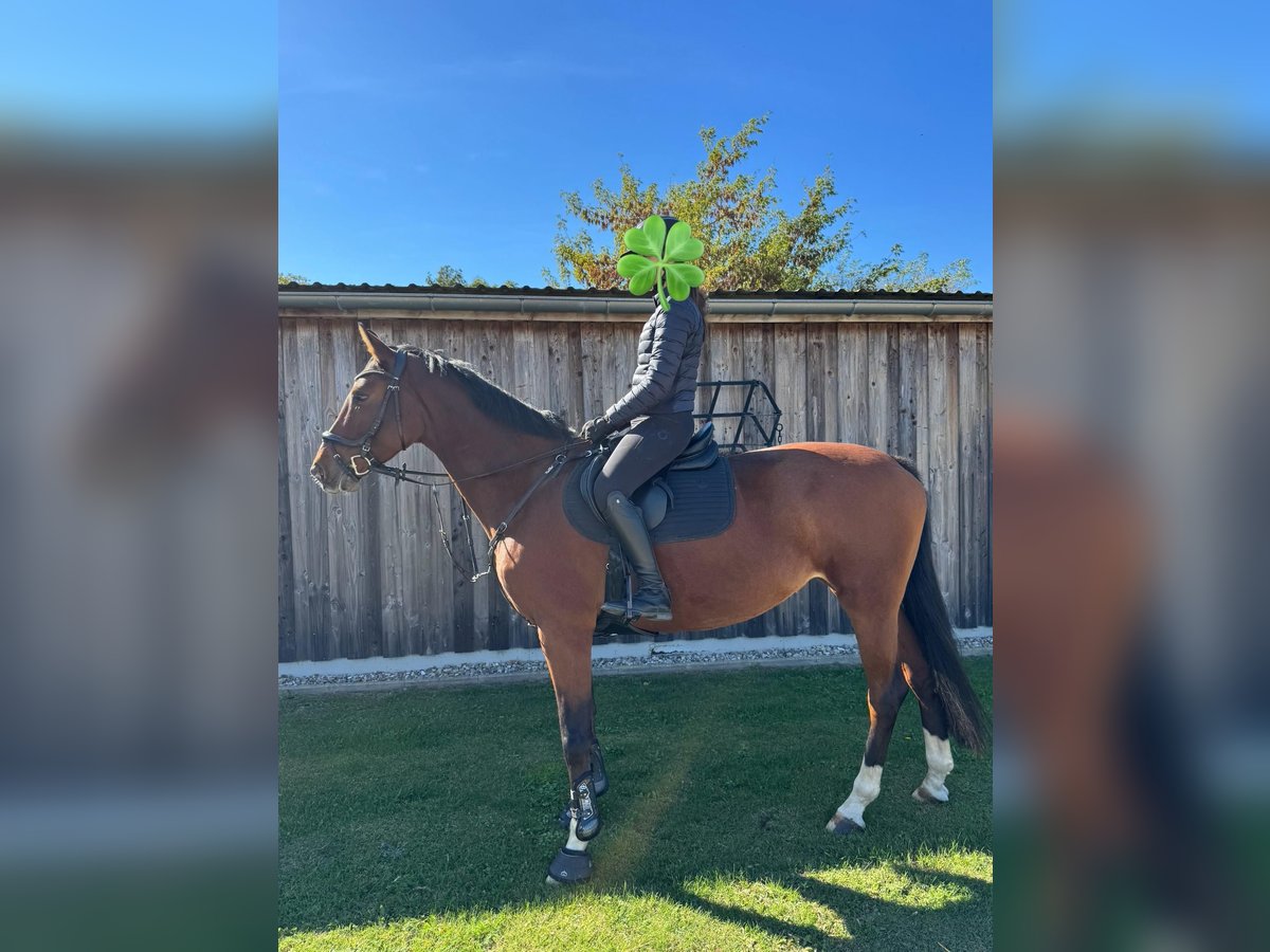 Deutsches Sportpferd Stute 7 Jahre 170 cm Brauner in Rostock Deutsches Sportpferd Stute 7 Jahre 170 cm Brauner in Rostock
