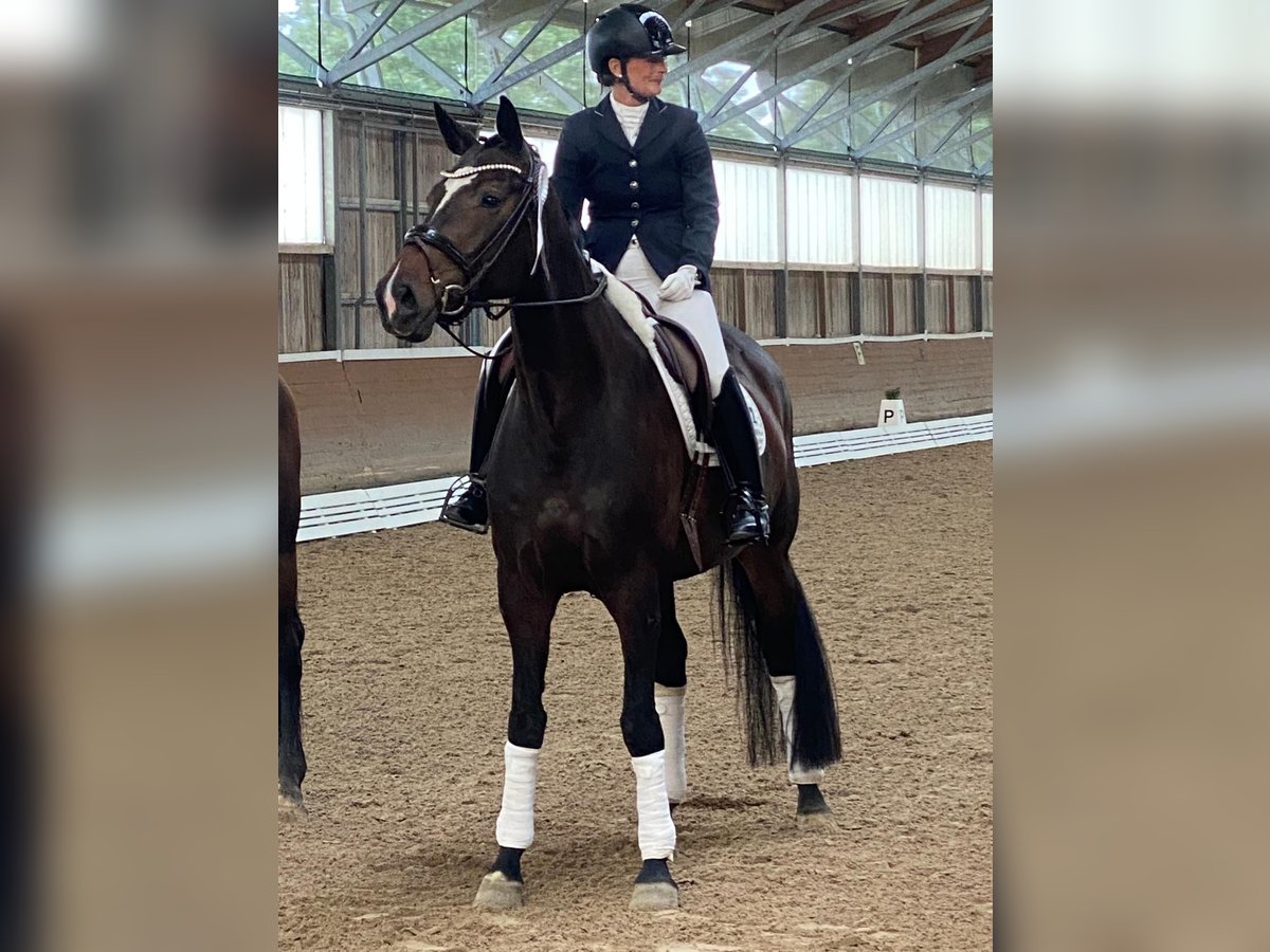 Deutsches Sportpferd Stute 7 Jahre 170 cm in Planebruch