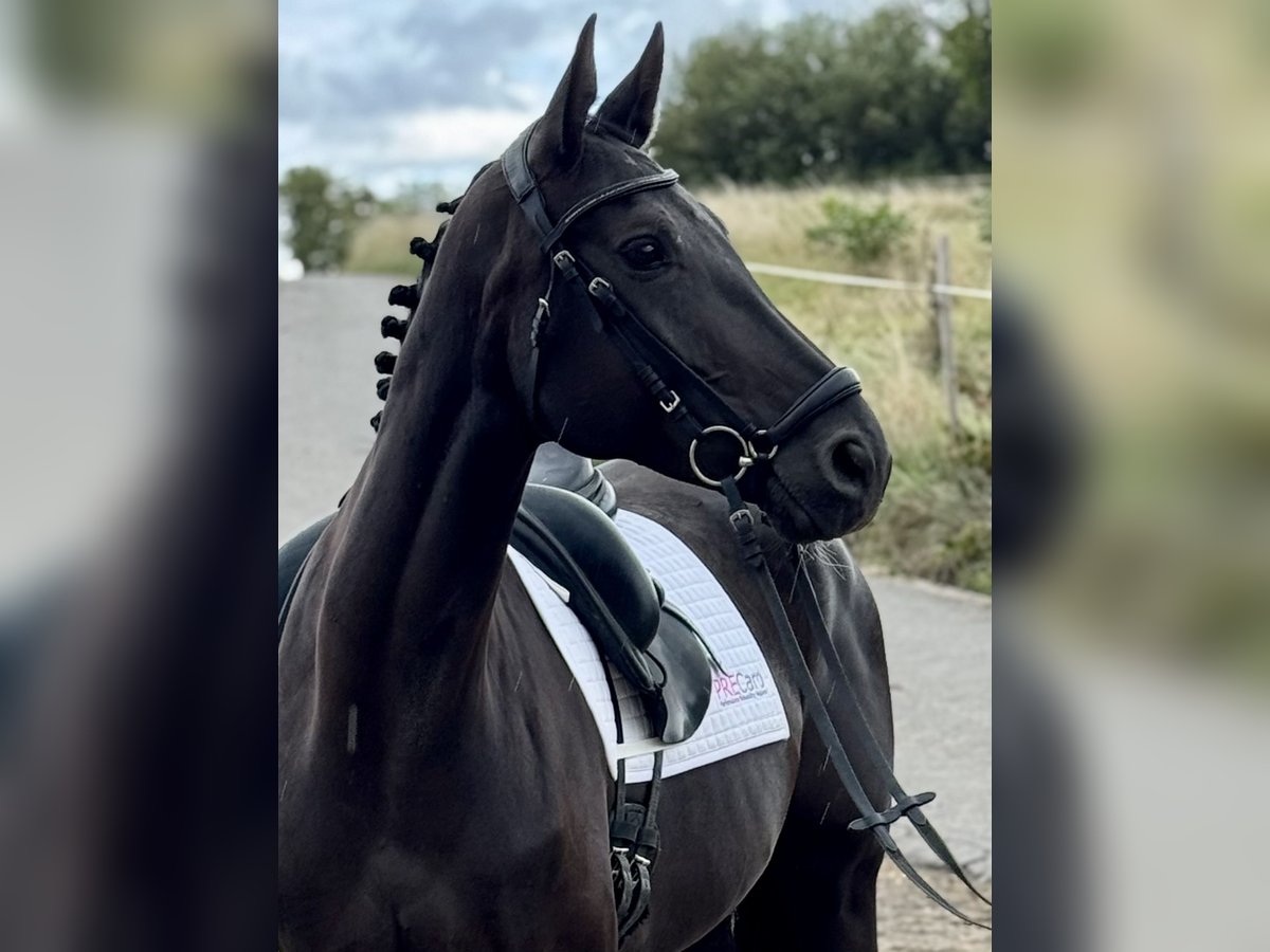Deutsches Sportpferd Stute 7 Jahre 171 cm Rappe in Saarbr&#xFC;cken