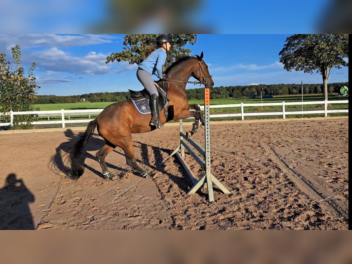Deutsches Sportpferd Stute 7 Jahre 172 cm Brauner in Wendeburg
