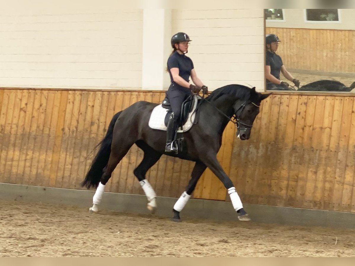 Deutsches Sportpferd Stute 7 Jahre 172 cm Rappe in Norderstedt