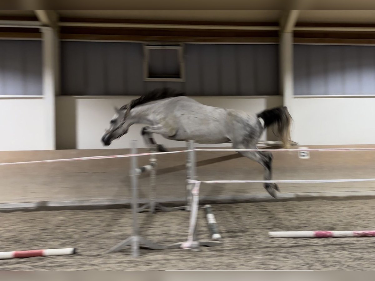 Deutsches Sportpferd Stute 7 Jahre 173 cm Schimmel in Griesstätt