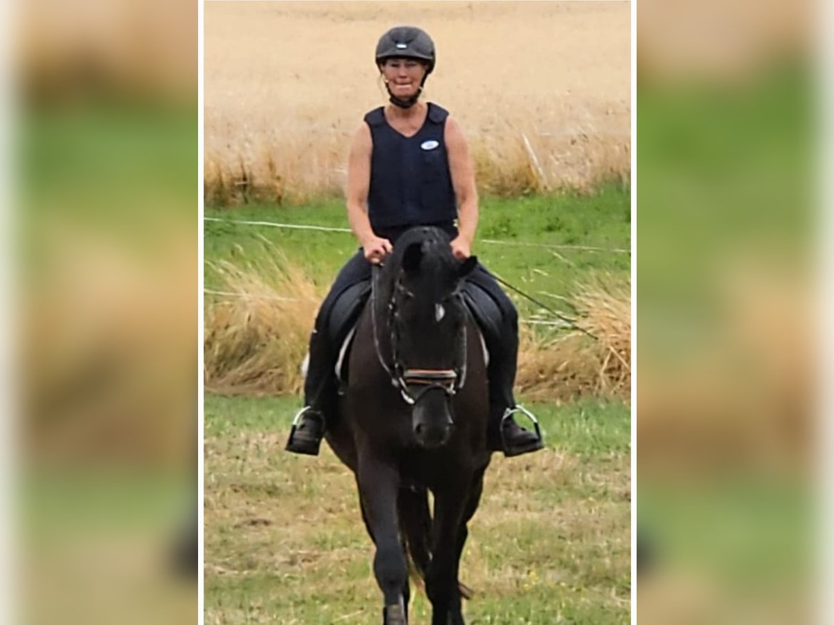 Deutsches Sportpferd Stute 7 Jahre 174 cm Rappe in Kirchheimbolanden