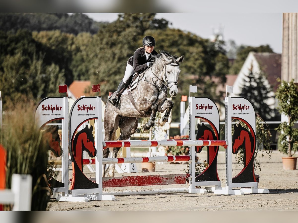 Deutsches Sportpferd Stute 7 Jahre 175 cm Schimmel in Leipzig