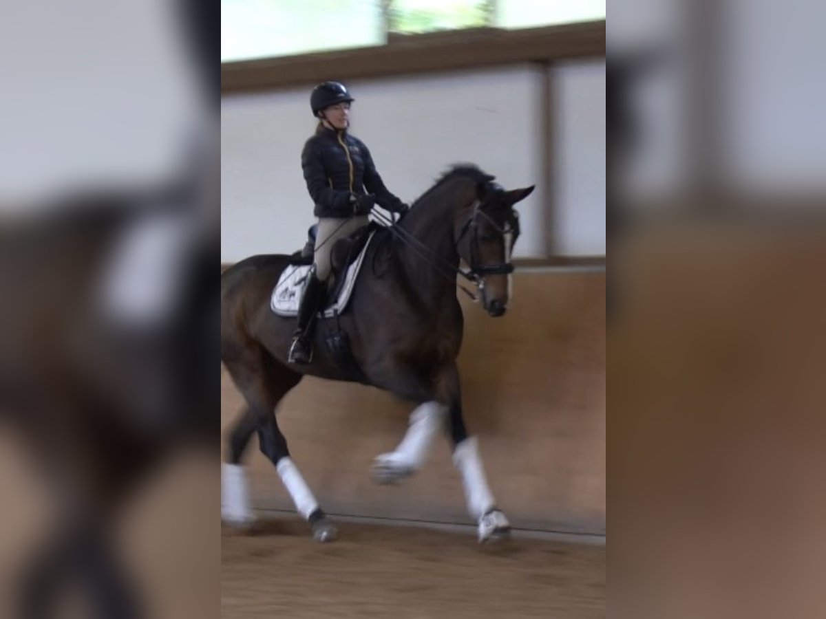 Deutsches Sportpferd Stute 7 Jahre 178 cm Brauner in Wendling