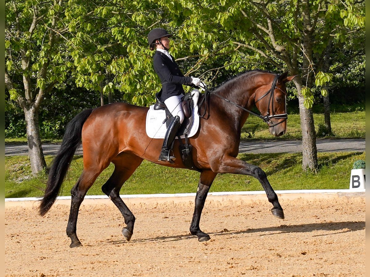 Deutsches Sportpferd Stute 7 Jahre 178 cm Brauner in Wendling