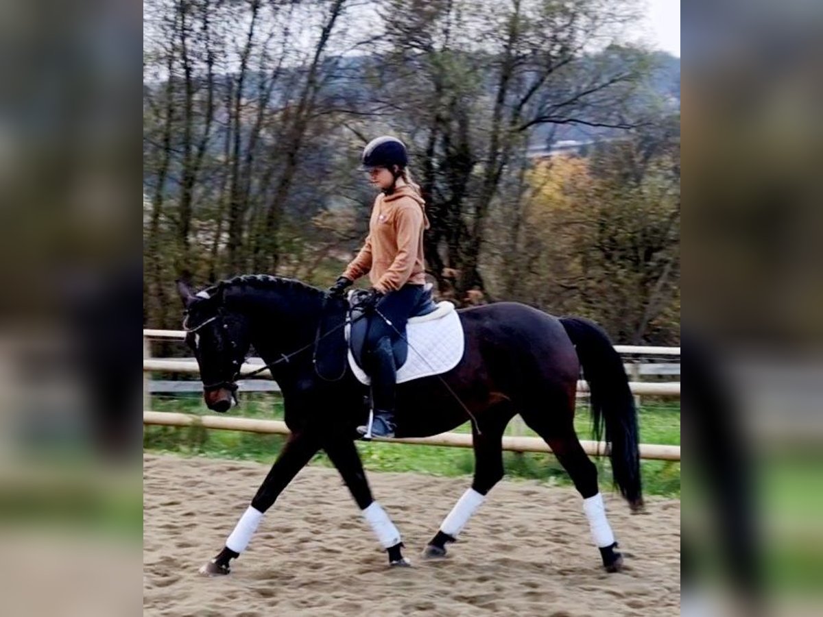 Deutsches Sportpferd Stute 8 Jahre 162 cm Dunkelbrauner in Gummern