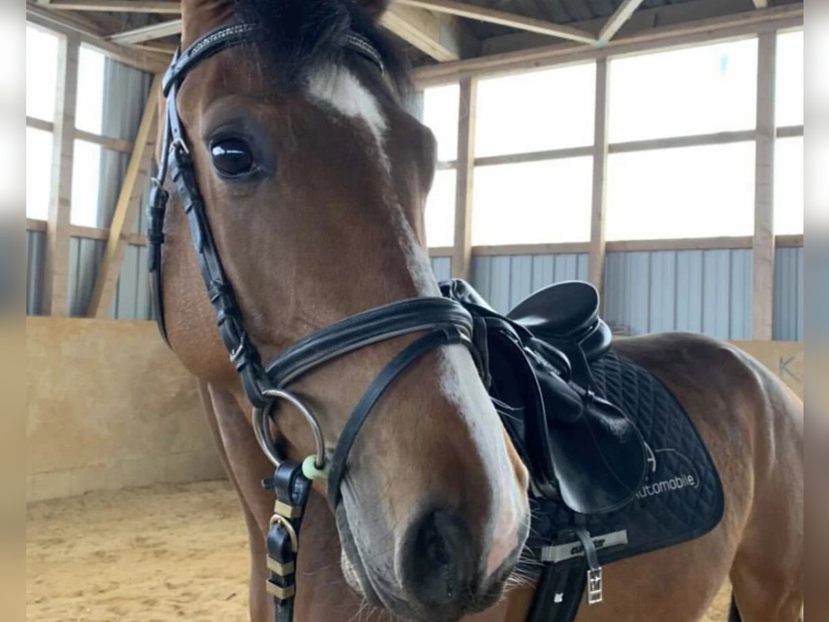 Deutsches Sportpferd Stute 8 Jahre 165 cm Brauner in Marienberg