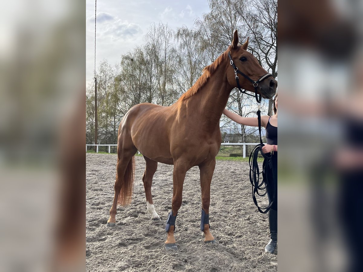 Deutsches Sportpferd Stute 8 Jahre 165 cm Fuchs in Schleithal