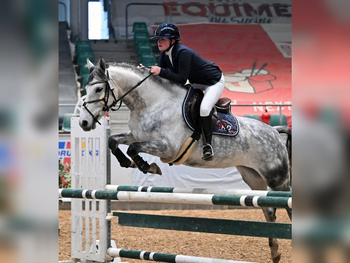 Deutsches Sportpferd Stute 8 Jahre 166 cm Schimmel in Ilmenau