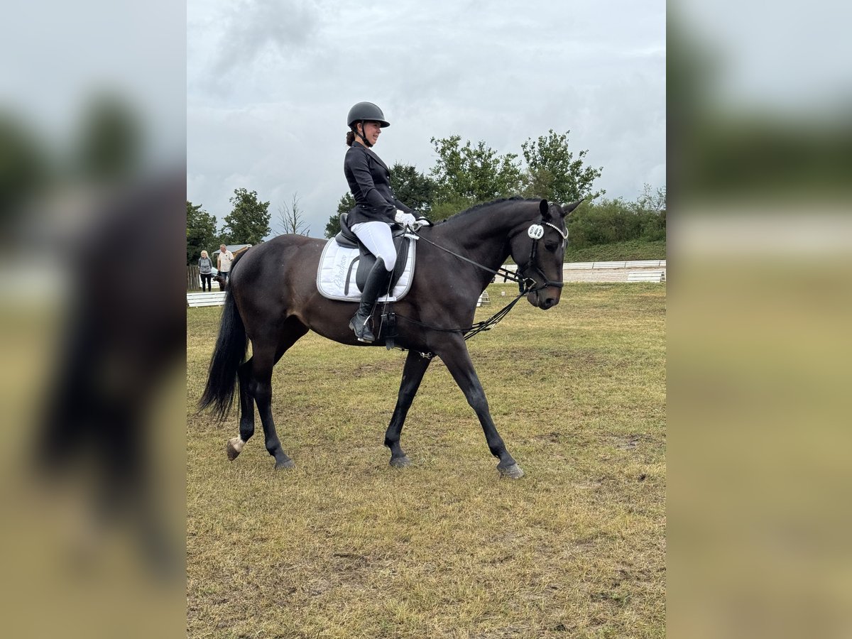 Deutsches Sportpferd Stute 8 Jahre 166 cm Schwarzbrauner in Stendal