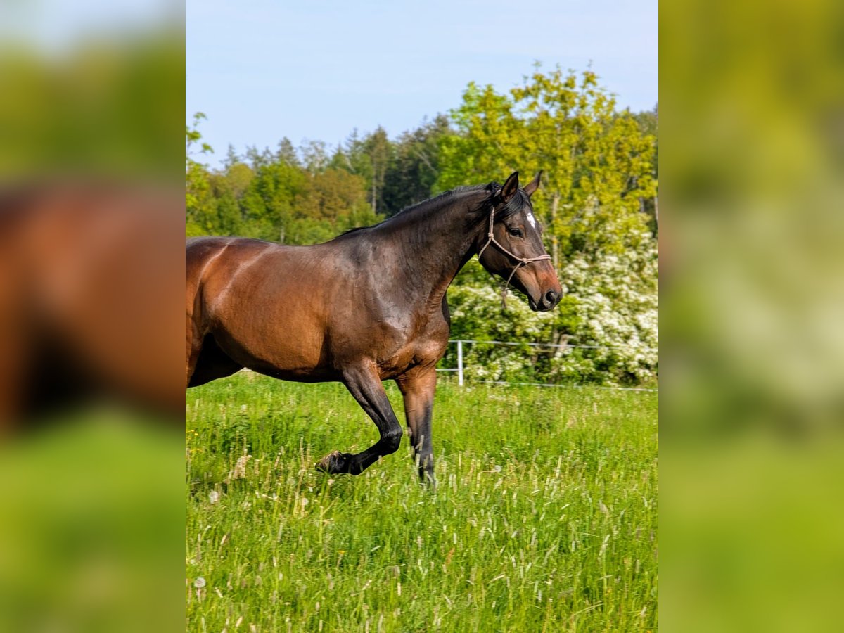 Deutsches Sportpferd Stute 8 Jahre 167 cm Brauner in Weischlitz