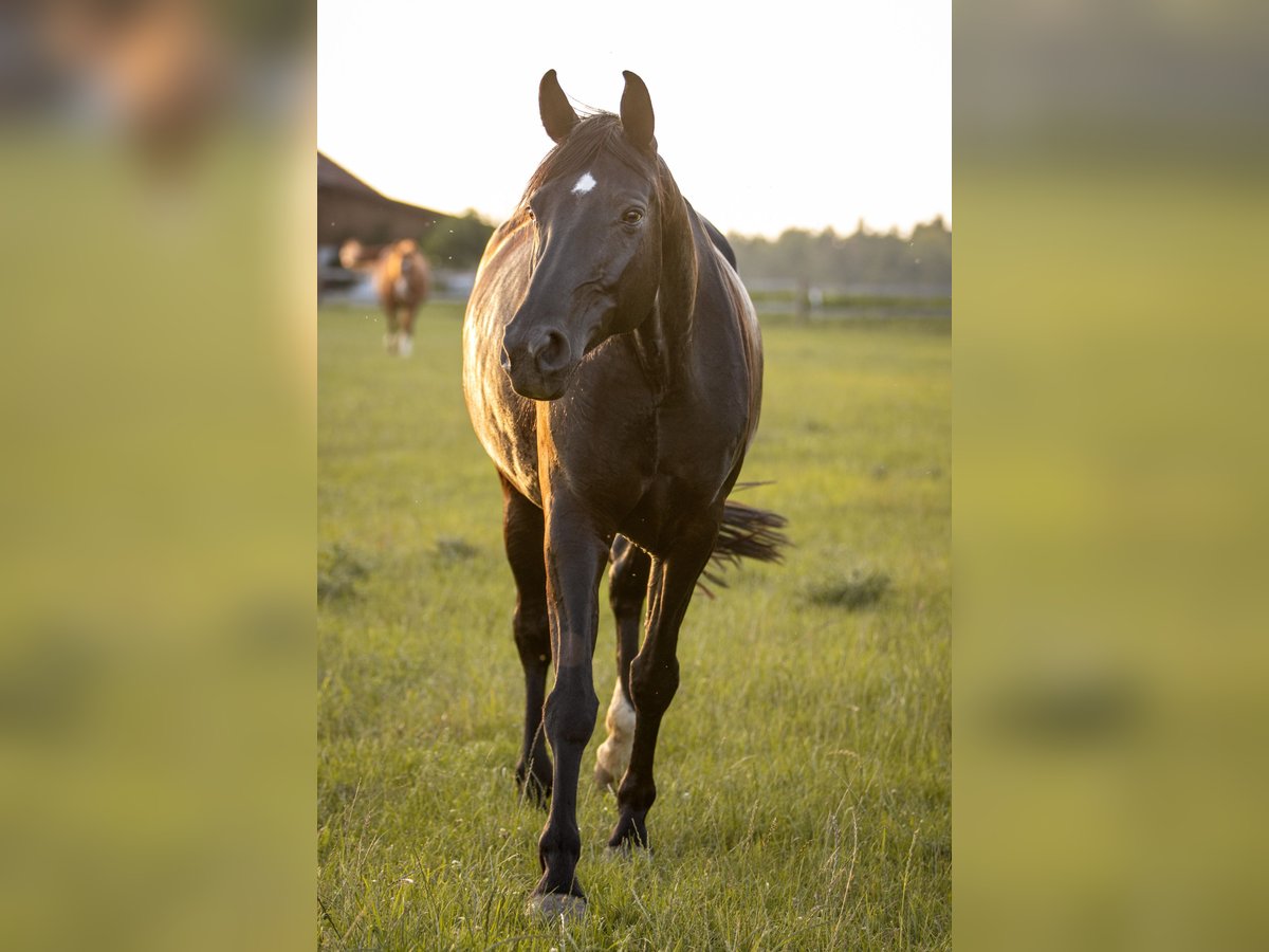 Deutsches Sportpferd Stute 8 Jahre 167 cm Rappe in Pfeffenhausen