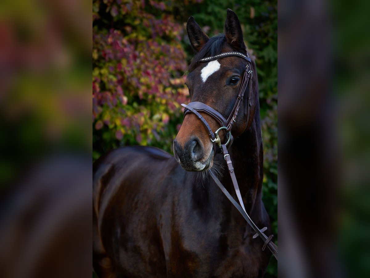 Deutsches Sportpferd Stute 8 Jahre 167 cm Schwarzbrauner in Fronreute