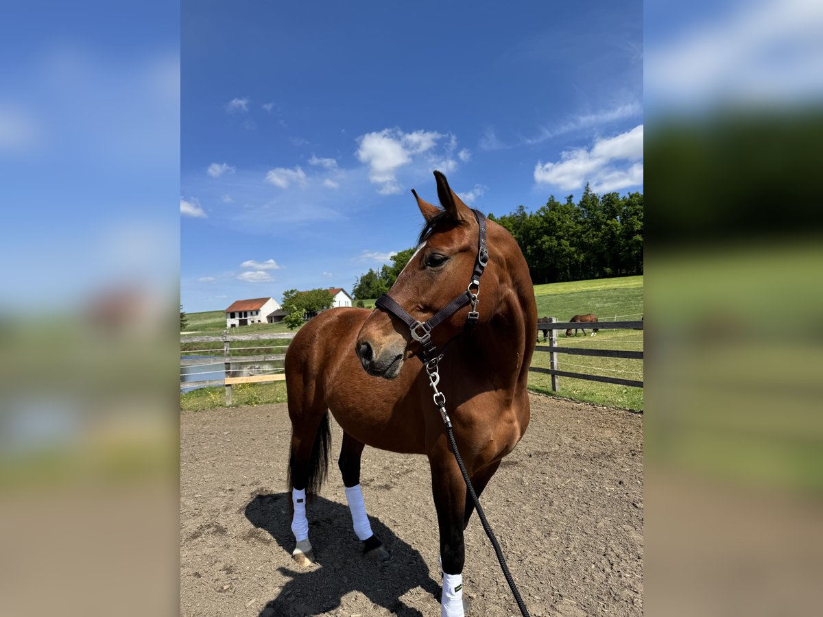 Deutsches Sportpferd Stute 8 Jahre 168 cm Brauner in Taufkirchen/ Vils