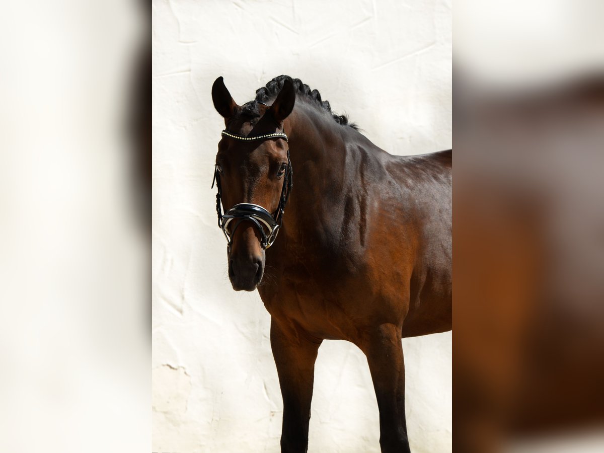 Deutsches Sportpferd Stute 8 Jahre 168 cm Brauner in Ochsenhausen