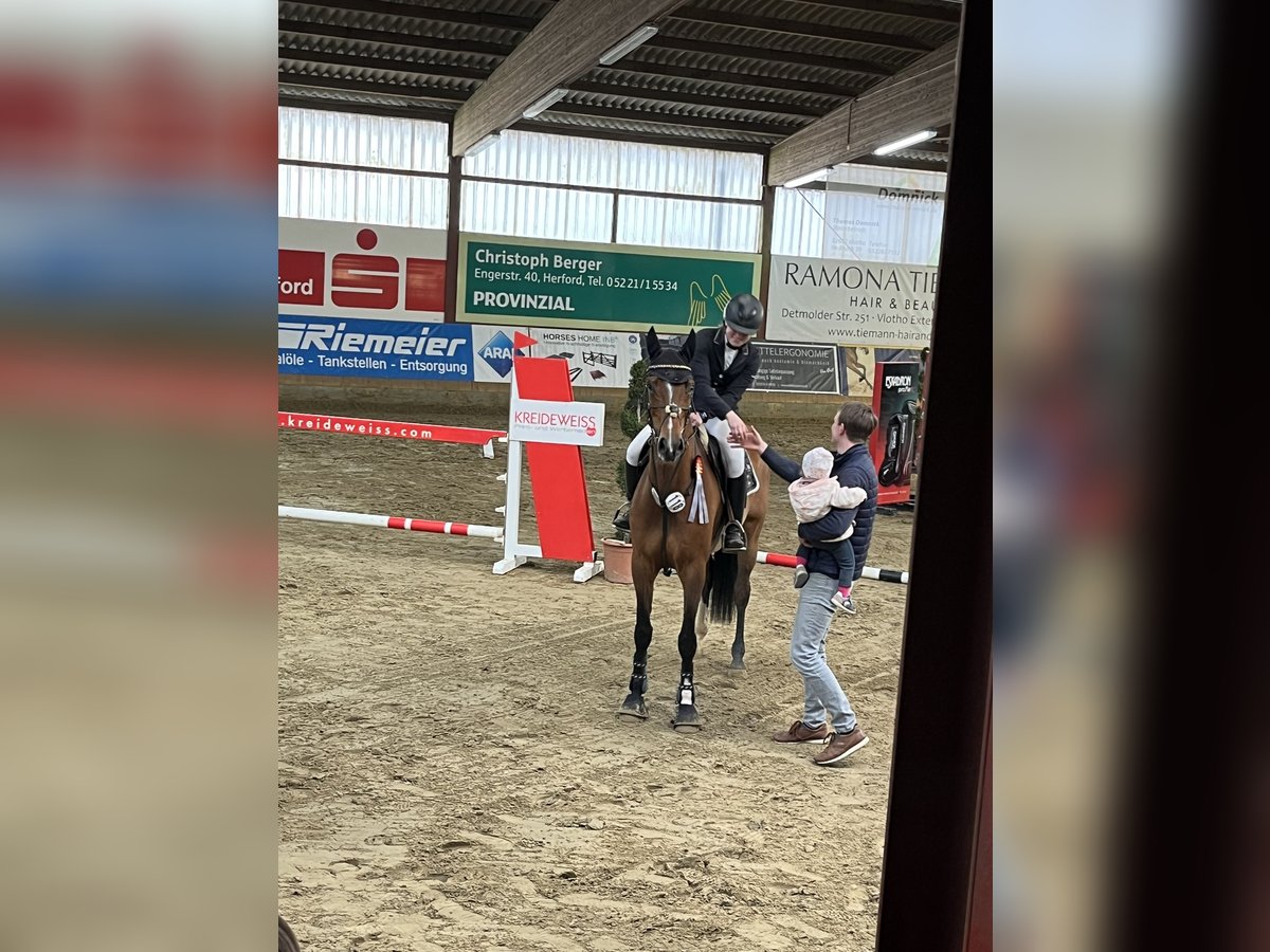 Deutsches Sportpferd Stute 8 Jahre 168 cm Brauner in Borgholzhausen