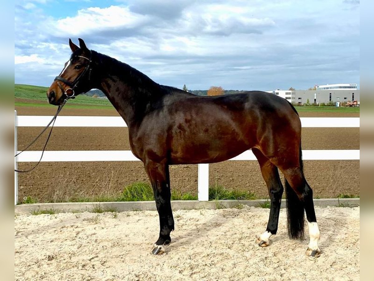 Deutsches Sportpferd Stute 8 Jahre 168 cm Dunkelbrauner in Allershausen