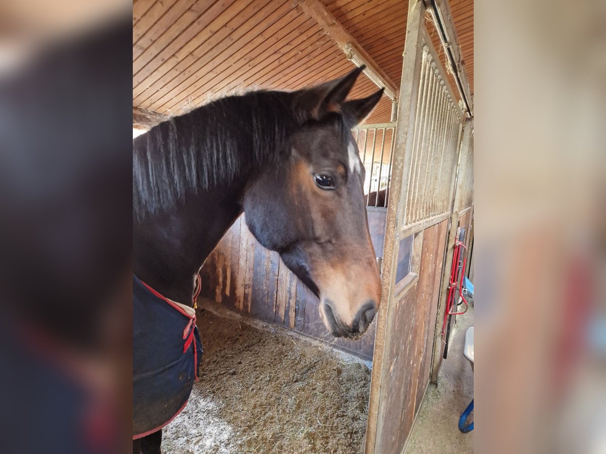Deutsches Sportpferd Stute 8 Jahre 168 cm Dunkelbrauner in Bodenmais Deutsches Sportpferd Stute 8 Jahre 168 cm Dunkelbrauner in Bodenmais
