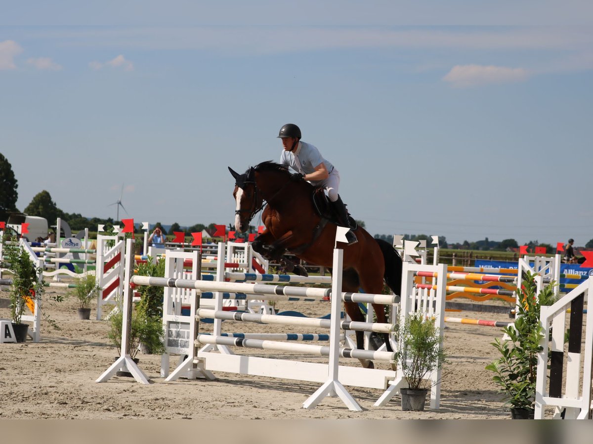 Deutsches Sportpferd Stute 8 Jahre 170 cm Brauner in Rödinghausen