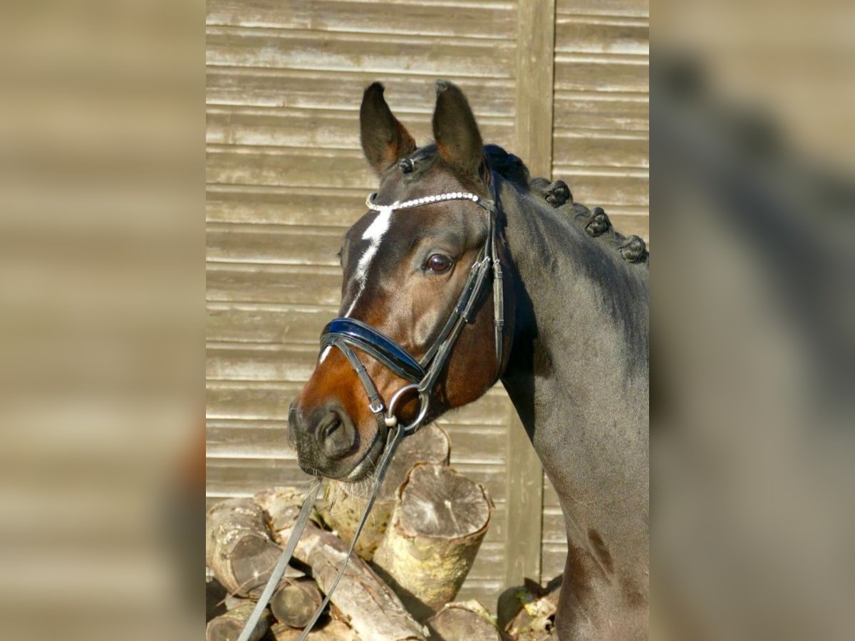 Deutsches Sportpferd Stute 8 Jahre 170 cm Dunkelbrauner in Ansbach