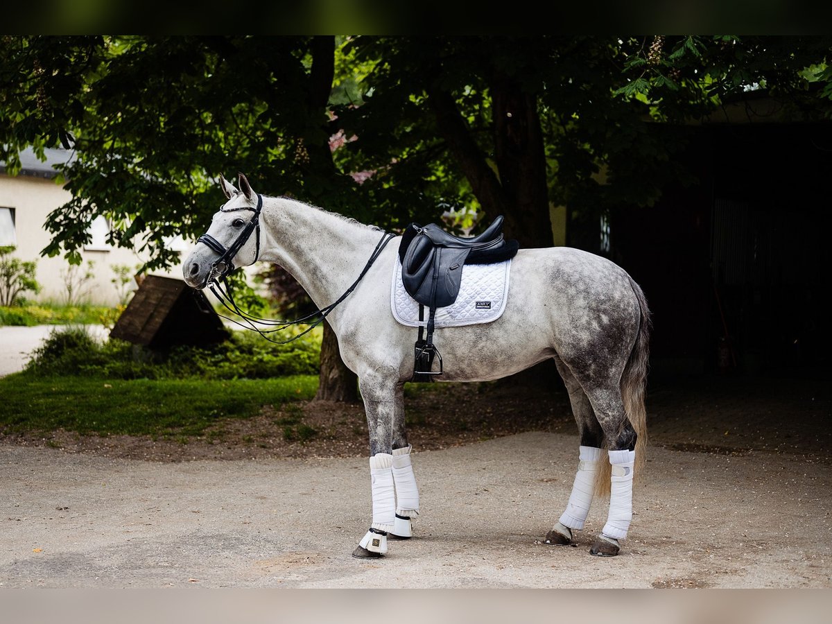 Deutsches Sportpferd Stute 8 Jahre 170 cm Schimmel in Stefan&#xF3;wka