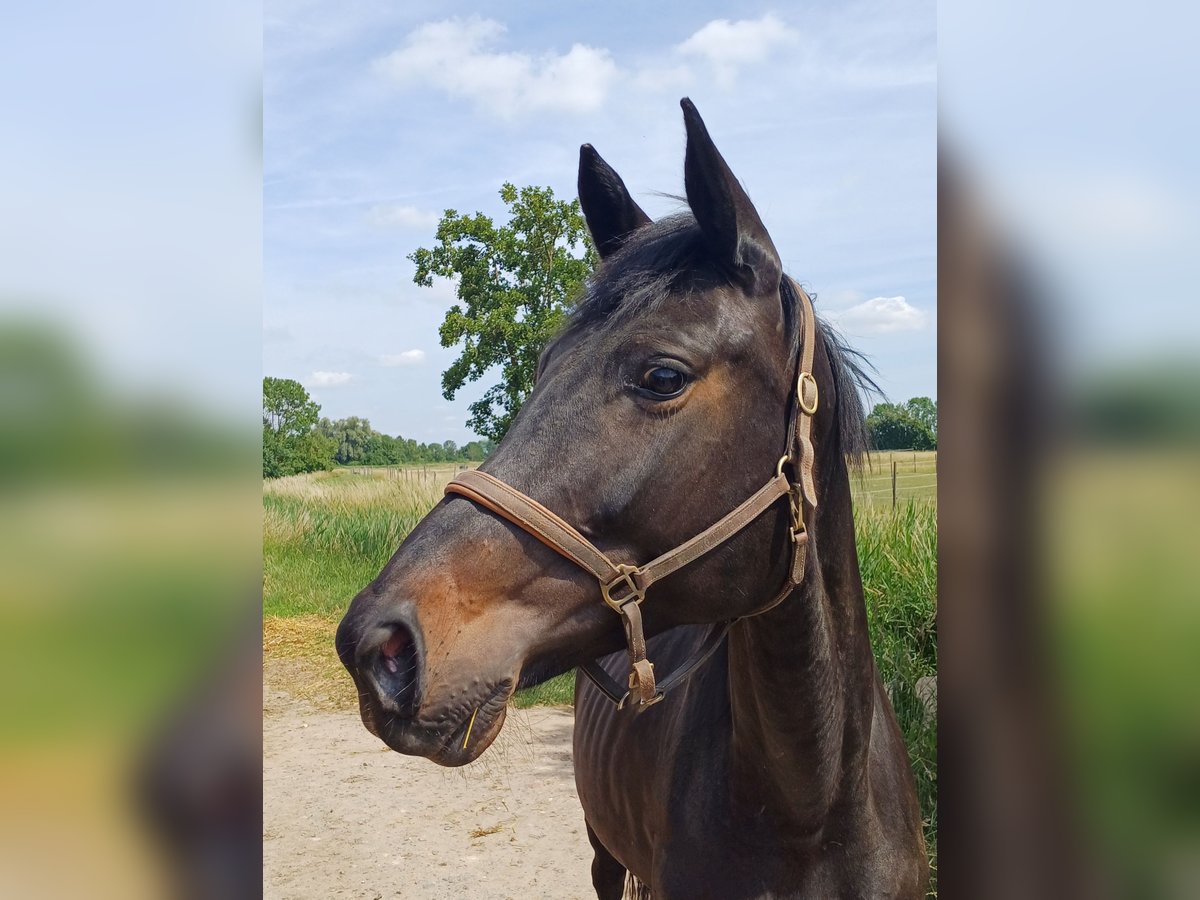 Deutsches Sportpferd Stute 8 Jahre 171 cm Dunkelbrauner in Worms