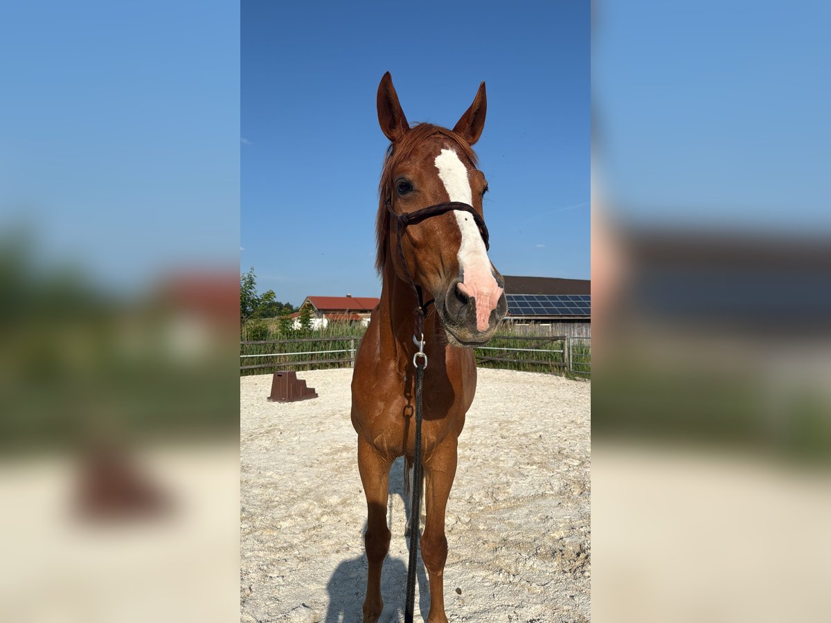 Deutsches Sportpferd Stute 8 Jahre 172 cm Fuchs in Seeon-Seebruck