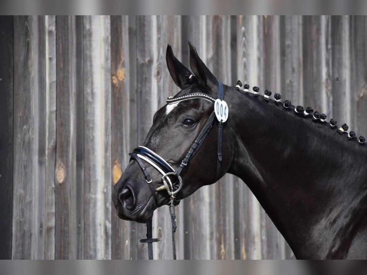 Deutsches Sportpferd Stute 8 Jahre 172 cm Rappe in Donauwörth