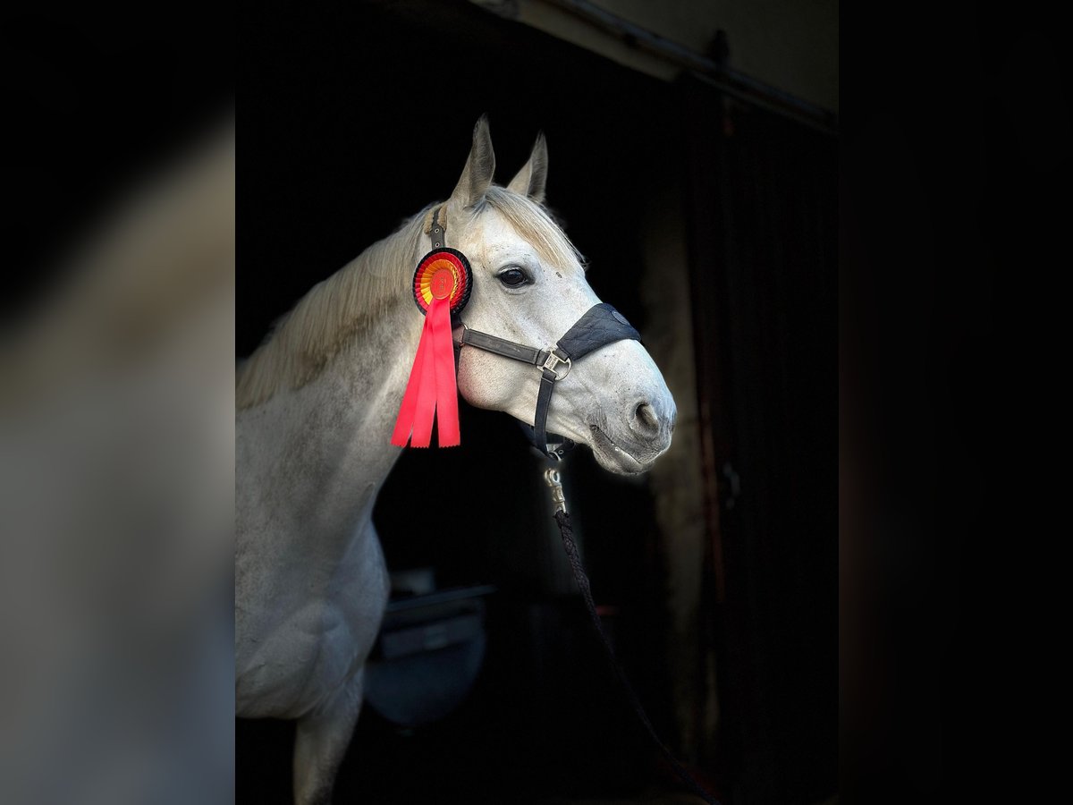 Deutsches Sportpferd Stute 8 Jahre 172 cm Schimmel in Greiz