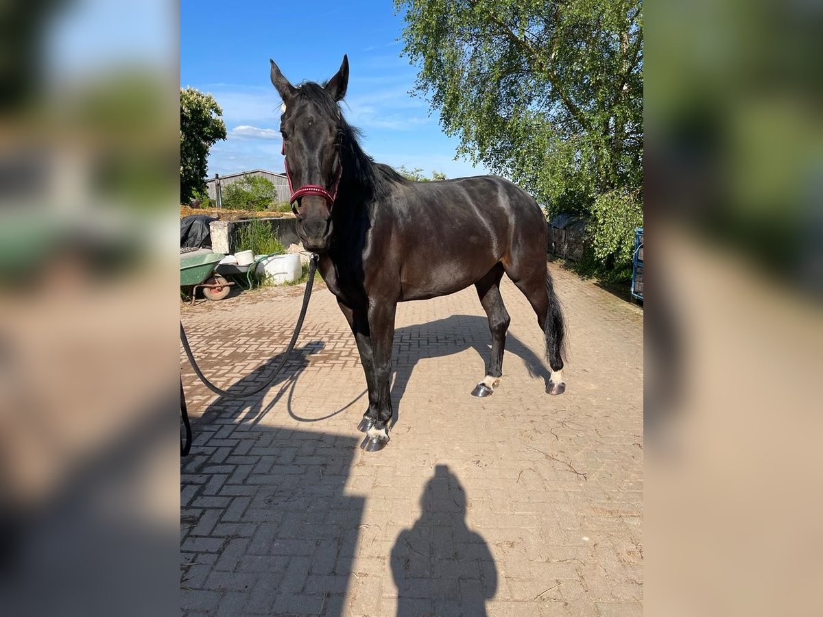 Deutsches Sportpferd Stute 8 Jahre 172 cm Schwarzbrauner in LahntalLahntal