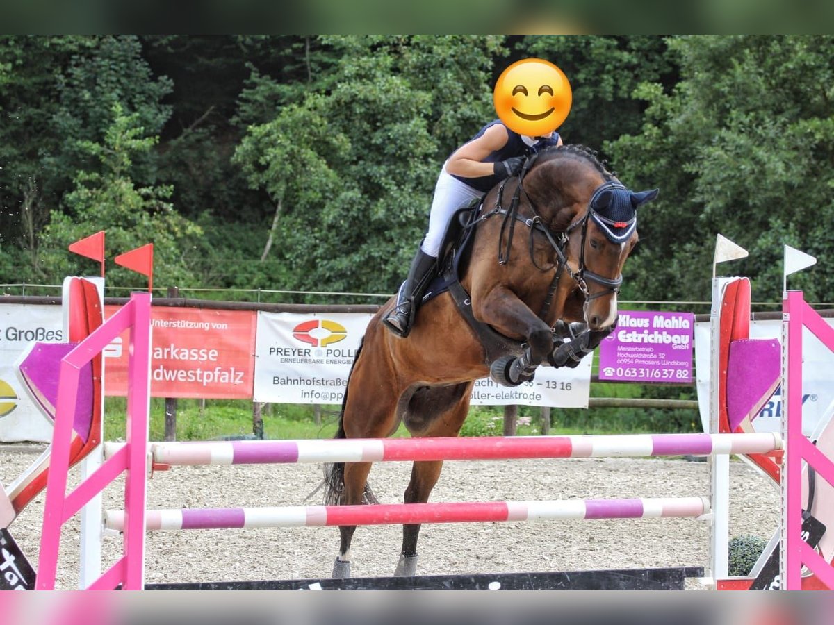 Deutsches Sportpferd Stute 8 Jahre 173 cm Brauner in S&#xF6;rgenloch