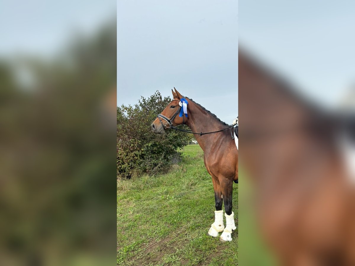 Deutsches Sportpferd Stute 8 Jahre 173 cm in Tengen