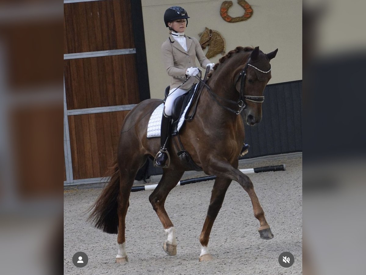 Deutsches Sportpferd Stute 8 Jahre 175 cm Dunkelfuchs in Karlsfeld