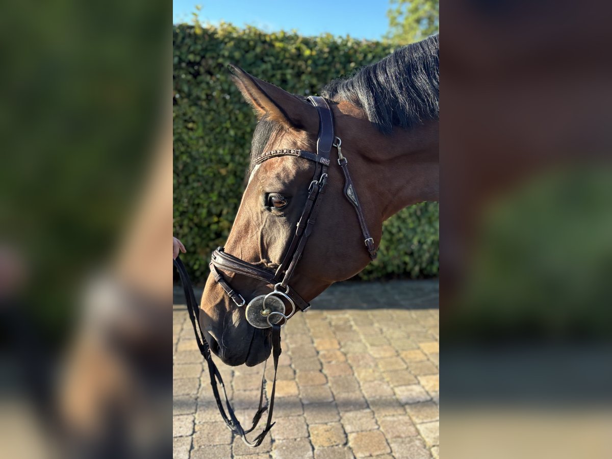Deutsches Sportpferd Stute 8 Jahre 176 cm Brauner in Leingarten
