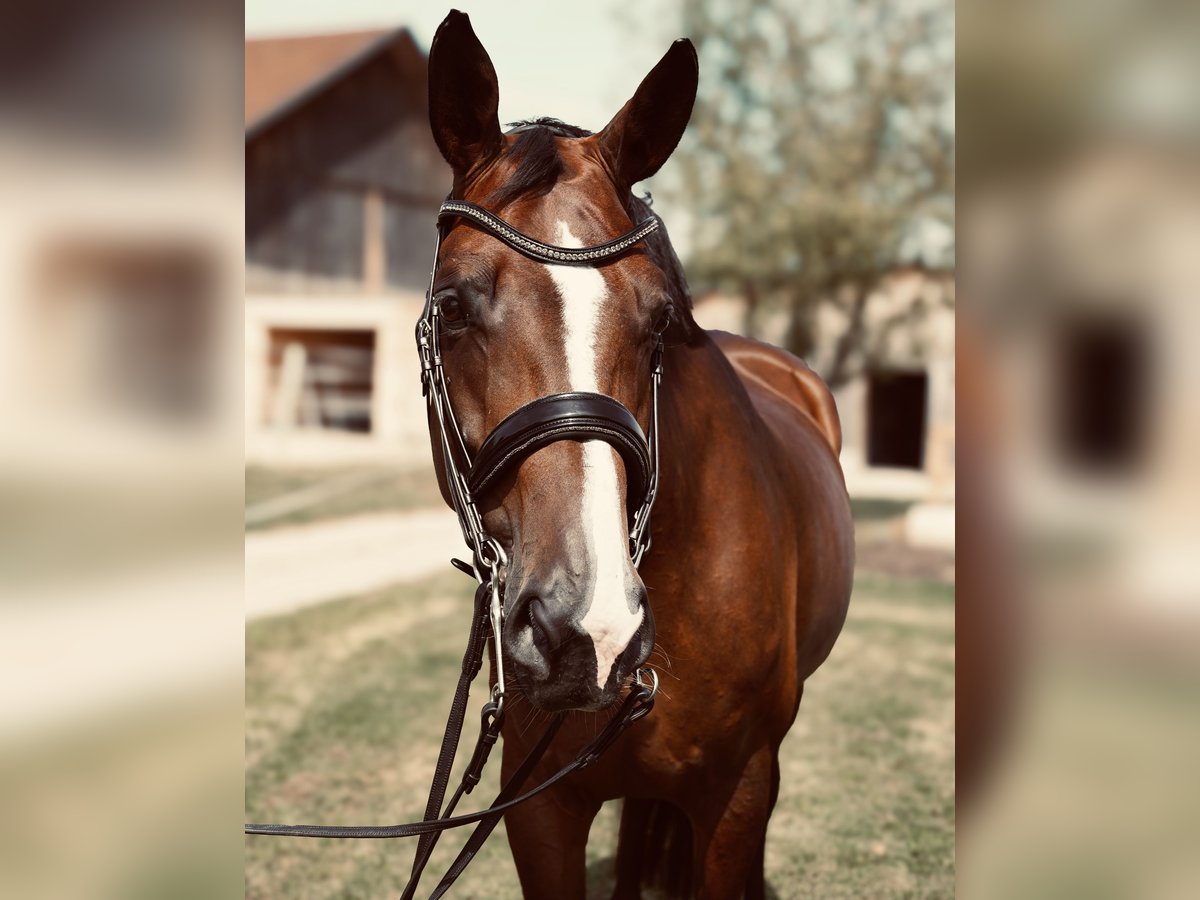 Deutsches Sportpferd Stute 8 Jahre 178 cm Brauner in Wendling