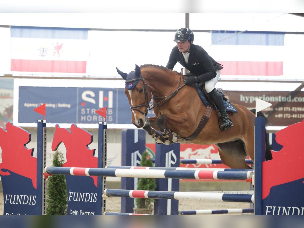 Deutsches Sportpferd Stute 8 Jahre Brauner in Heidm&#xFC;hlen
