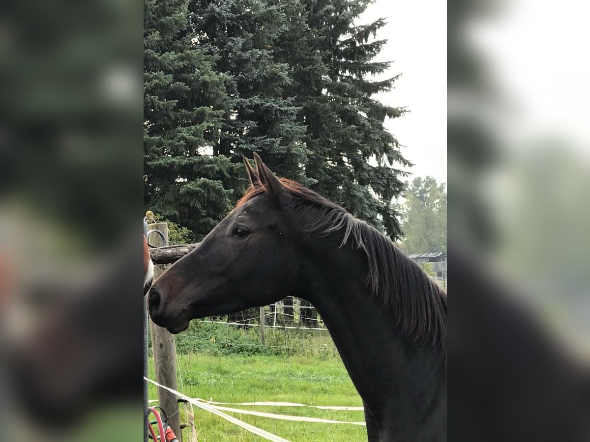 Deutsches Sportpferd Stute 8 Jahre Schwarzbrauner in Grünewald