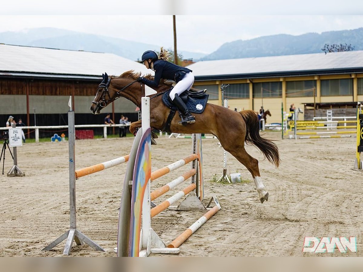 Deutsches Sportpferd Stute 9 Jahre 160 cm Dunkelfuchs in Nötsch