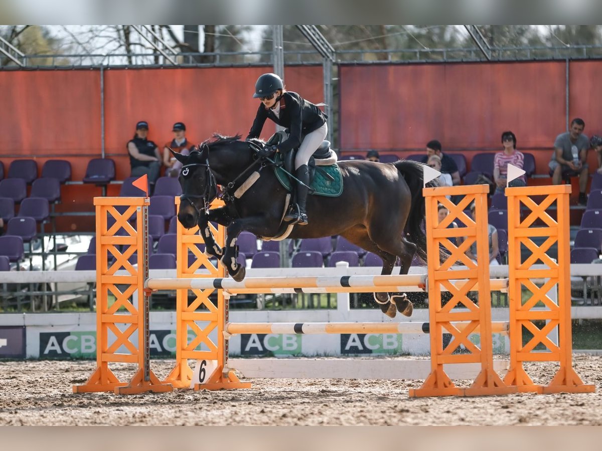 Deutsches Sportpferd Stute 9 Jahre 162 cm Brauner in V&#x113;tras