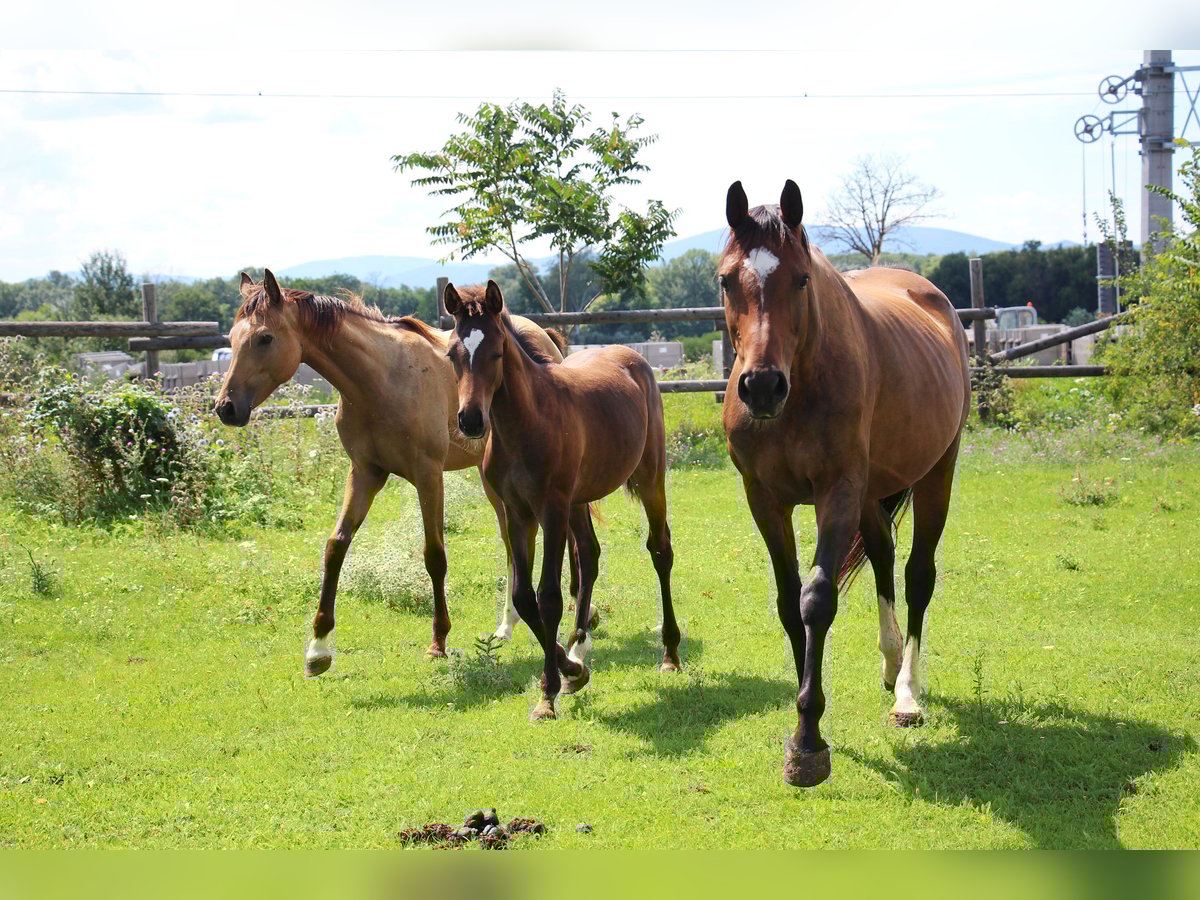Deutsches Sportpferd Stute 9 Jahre 163 cm Brauner in Himberg