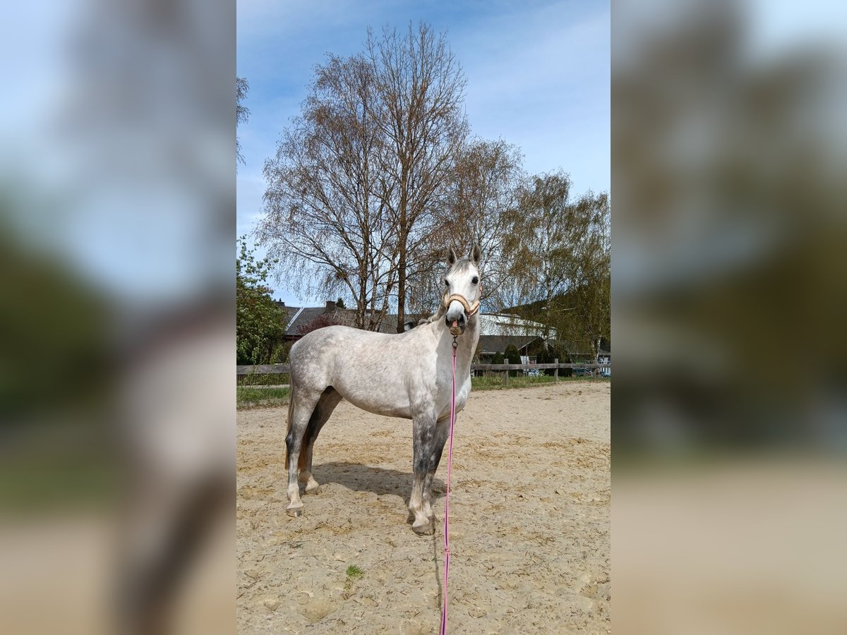 Deutsches Sportpferd Stute 9 Jahre 165 cm Apfelschimmel in Marsberg